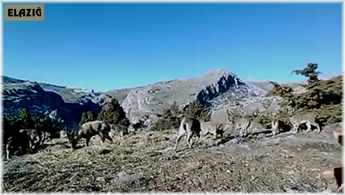 Elazığ'da 11 aylık yaban hayatı fotokapanlara yansıdı