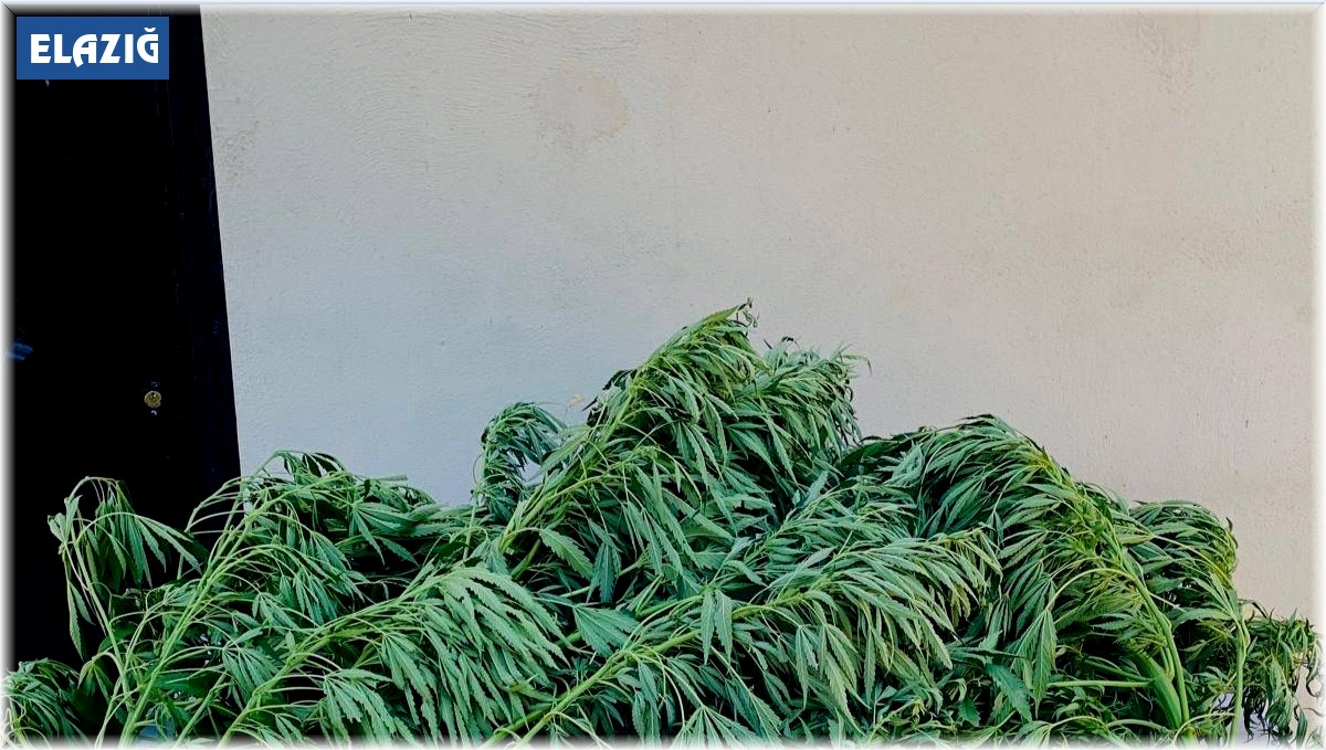 Elazığ'da 112 kök kenevir ele geçirildi