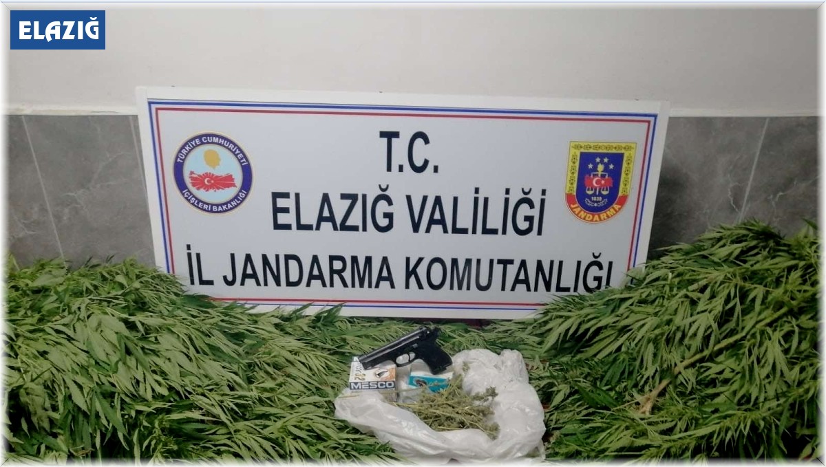 Elazığ'da 119 kök kenevir ele geçirildi