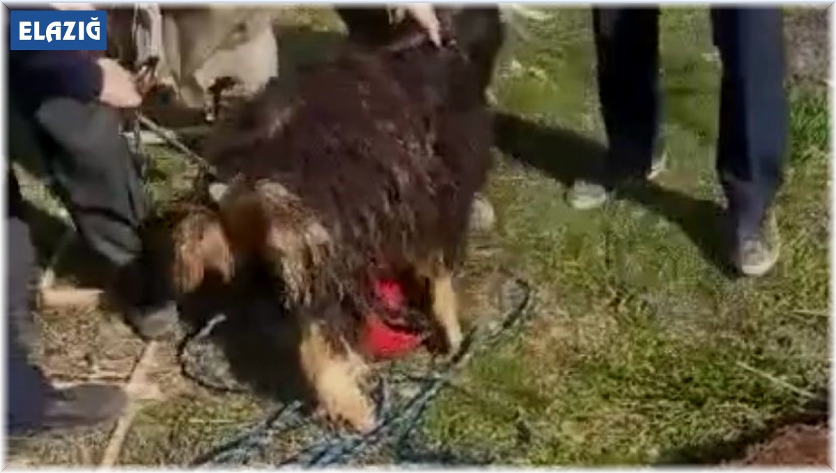 Elazığ'da 12 metrelik kuyuya düşen keçi kurtarıldı
