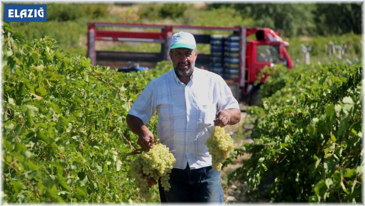 Elazığ'da 120 bin dönümde üzüm hasadı başladı