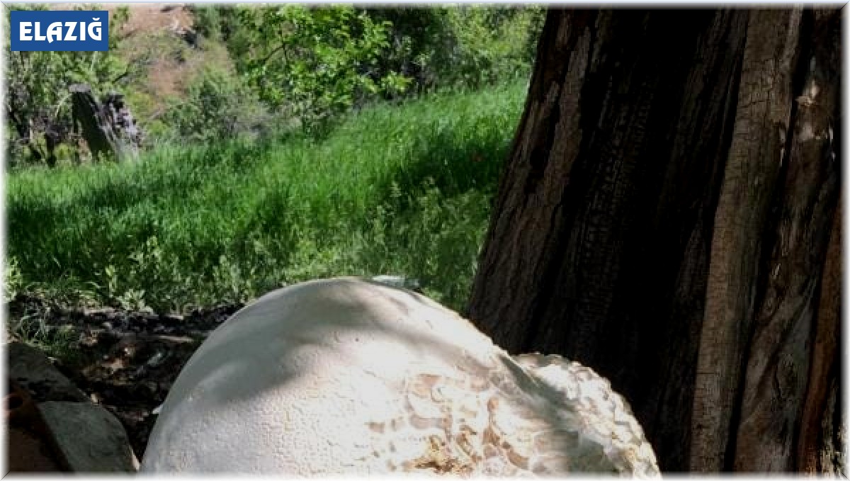 Elazığ'da 13 kilogramlık dev mantar bulundu