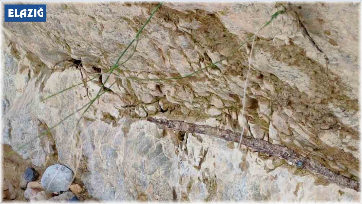 Elazığ'da 1,5 metre uzunluğunda yarı zehirli kocabaş yılanı görüntülendi