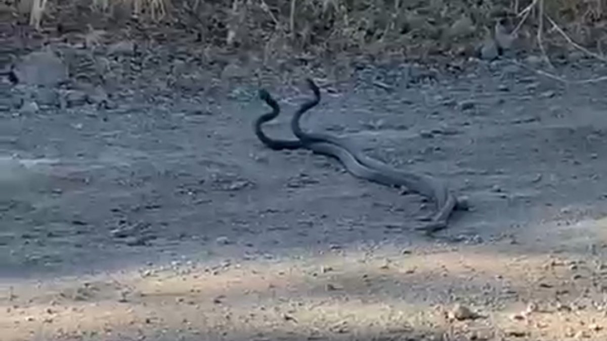 Elazığ'da 1,5 metrelik yılanların dansı kameraya yansıdı