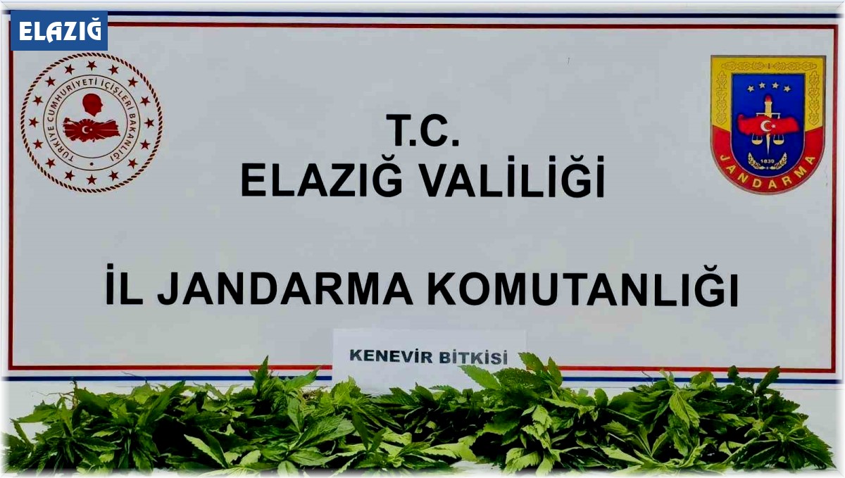 Elazığ'da 158 kök kenevir ele geçirildi