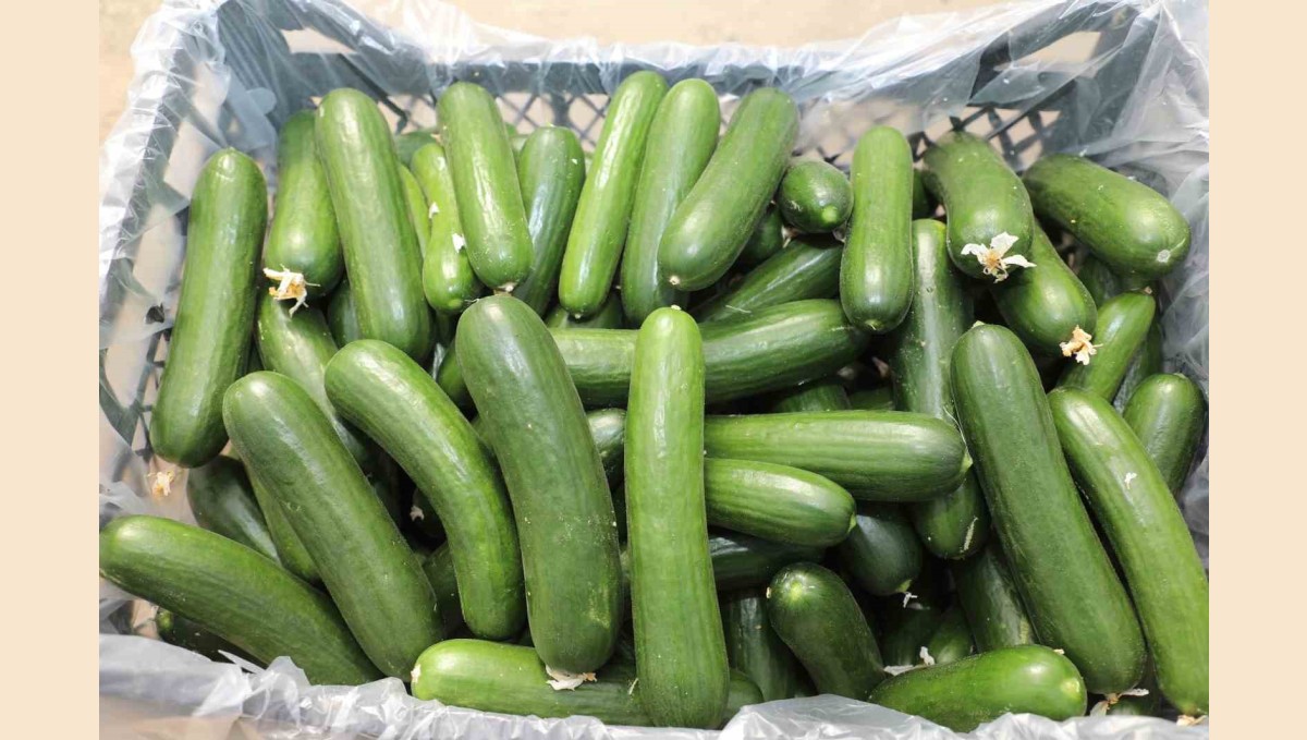 Elazığ'da 17 bin ton salatalık üretimiyle örtü altı sezonu başladı