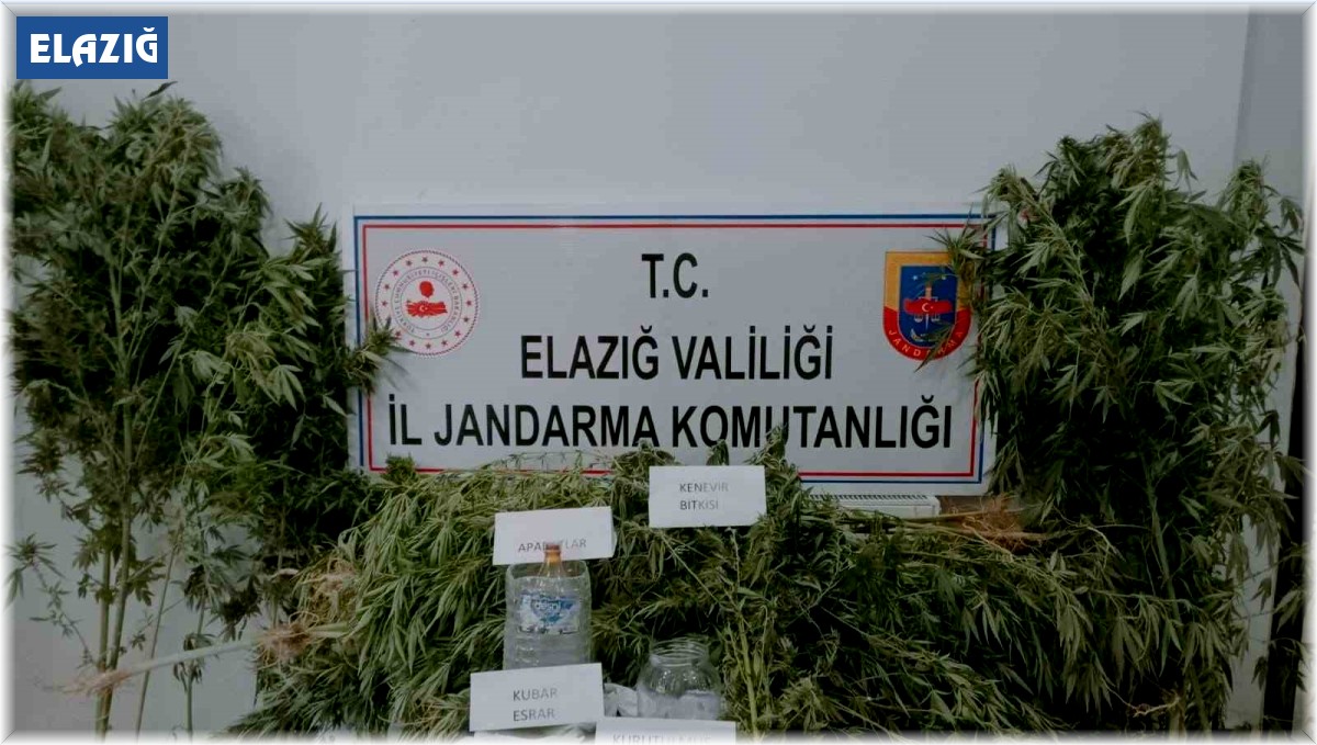 Elazığ'da 186 kök kenevir ele geçirildi