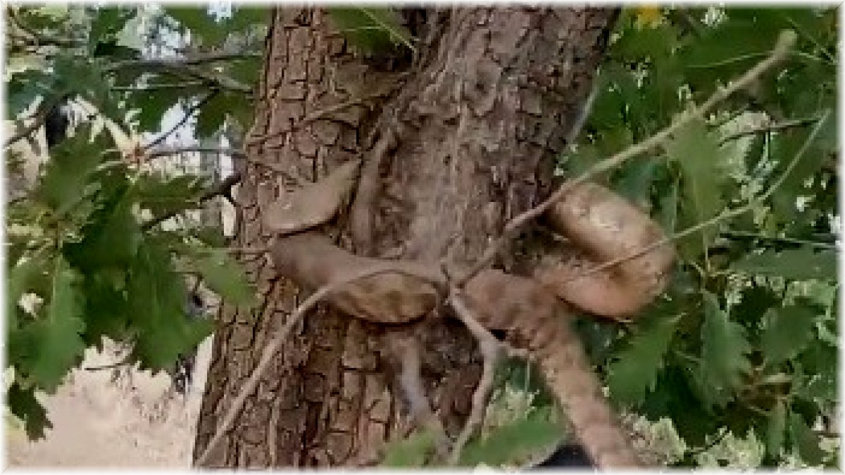 Elazığ'da 2 metrelik yılan paniği