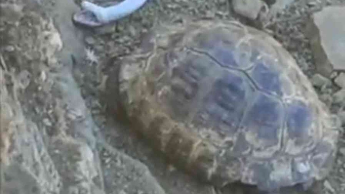 Elazığ'da 2 metrelik yılan ve kaplumbağa birlikte görüntülendi