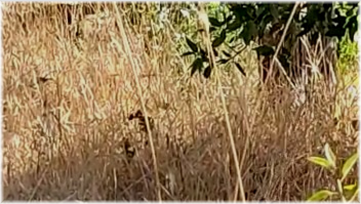 Elazığ'da 2 metrelik yılanların dansı