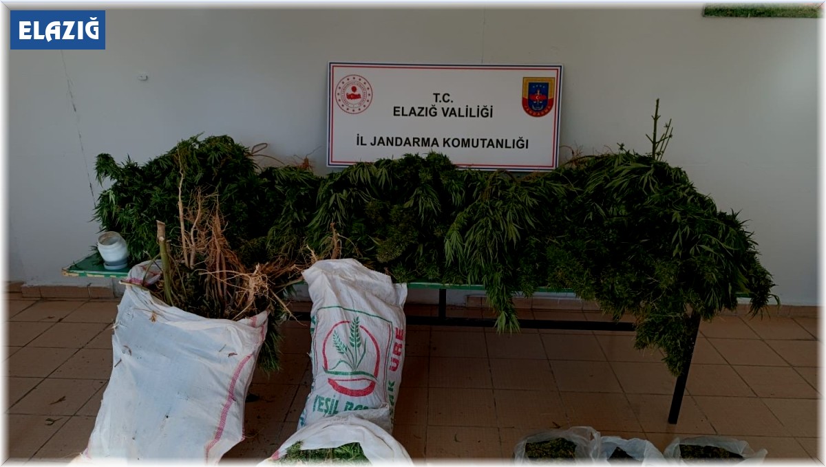 Elazığ'da 20 kilo esrar ele geçirildi: 1 gözaltı