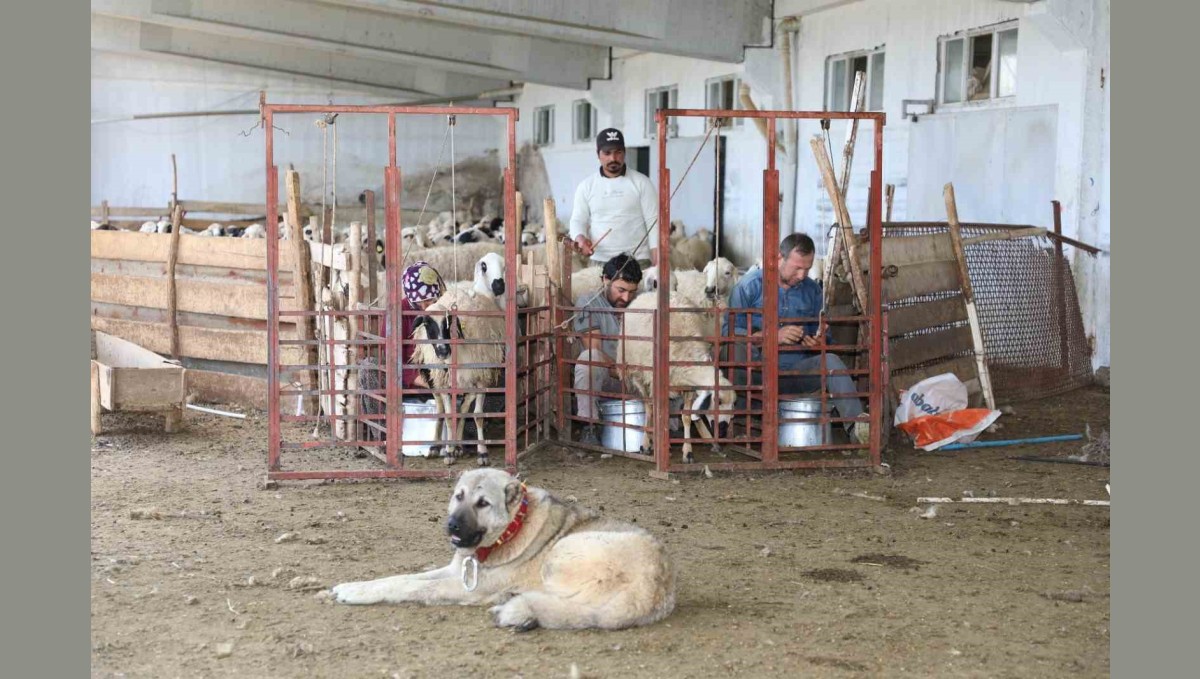 Elazığ'da 2024 yılında küçükbaş hayvancılığa 41 milyon lira destek sağlandı