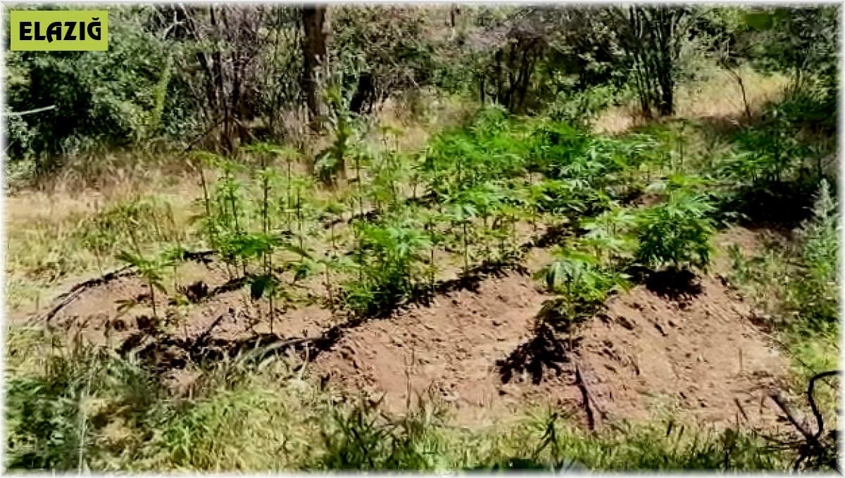 Elazığ'da 212 kök kenevir ele geçirildi