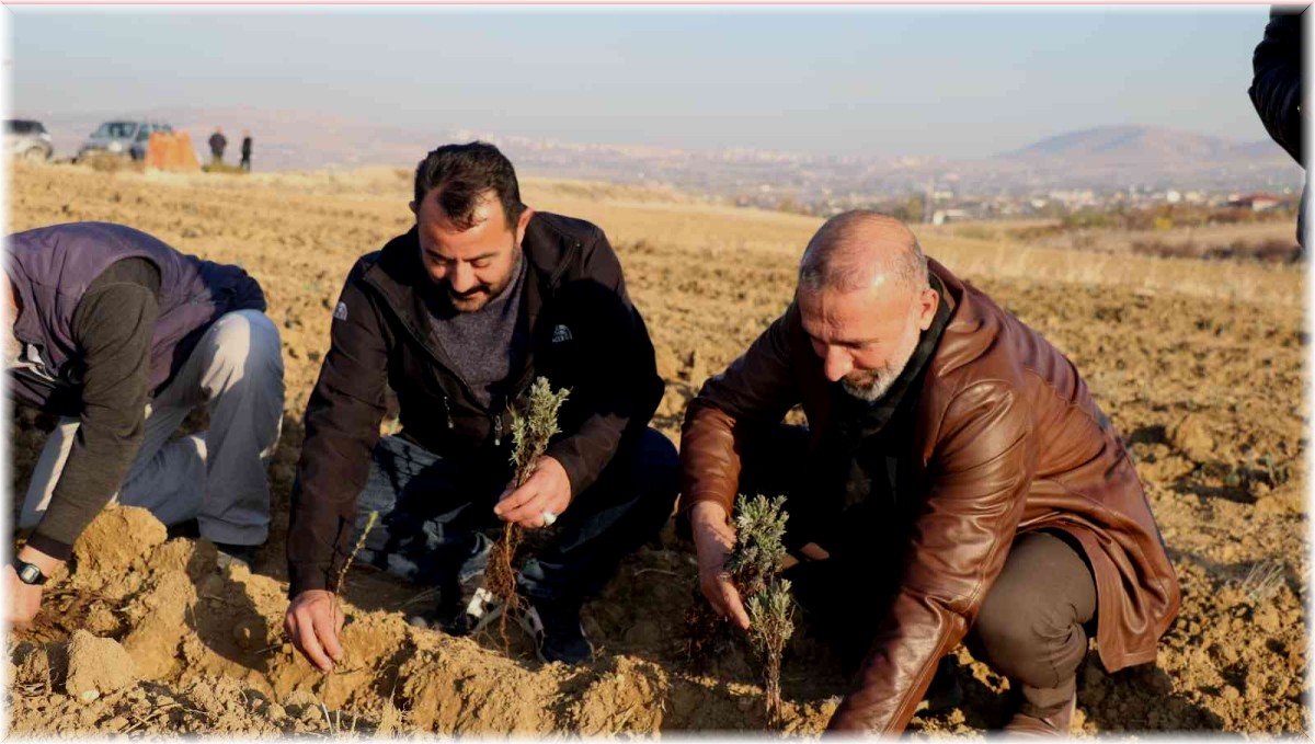 Elazığ'da 24 bin adet lavanta toprakla buluştu