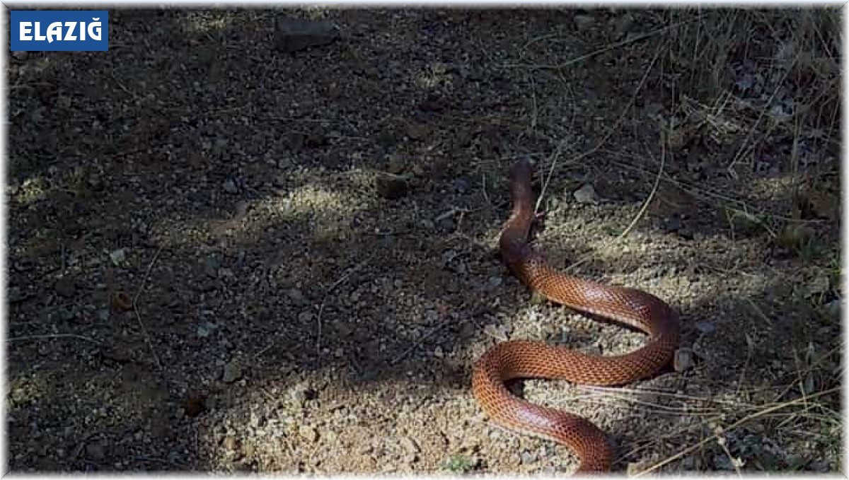 Elazığ'da 2,5 metre uzunluğundaki yılan korkuttu