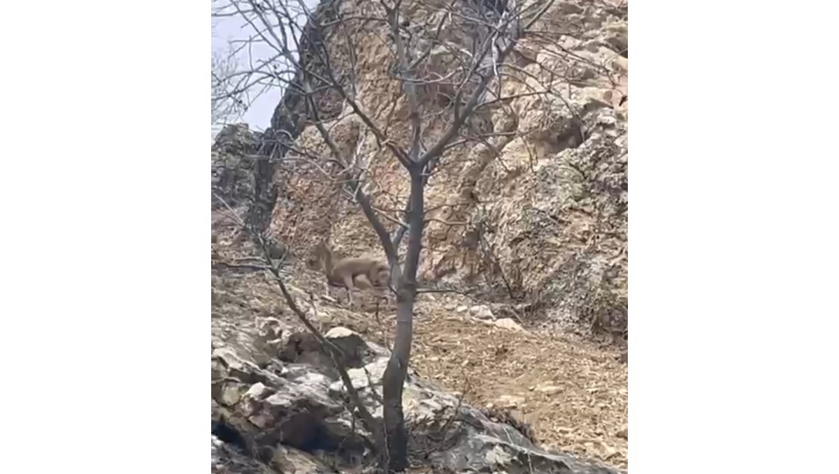 Elazığ'da 3 ayaklı yaban keçisi azmiyle şaşırttı