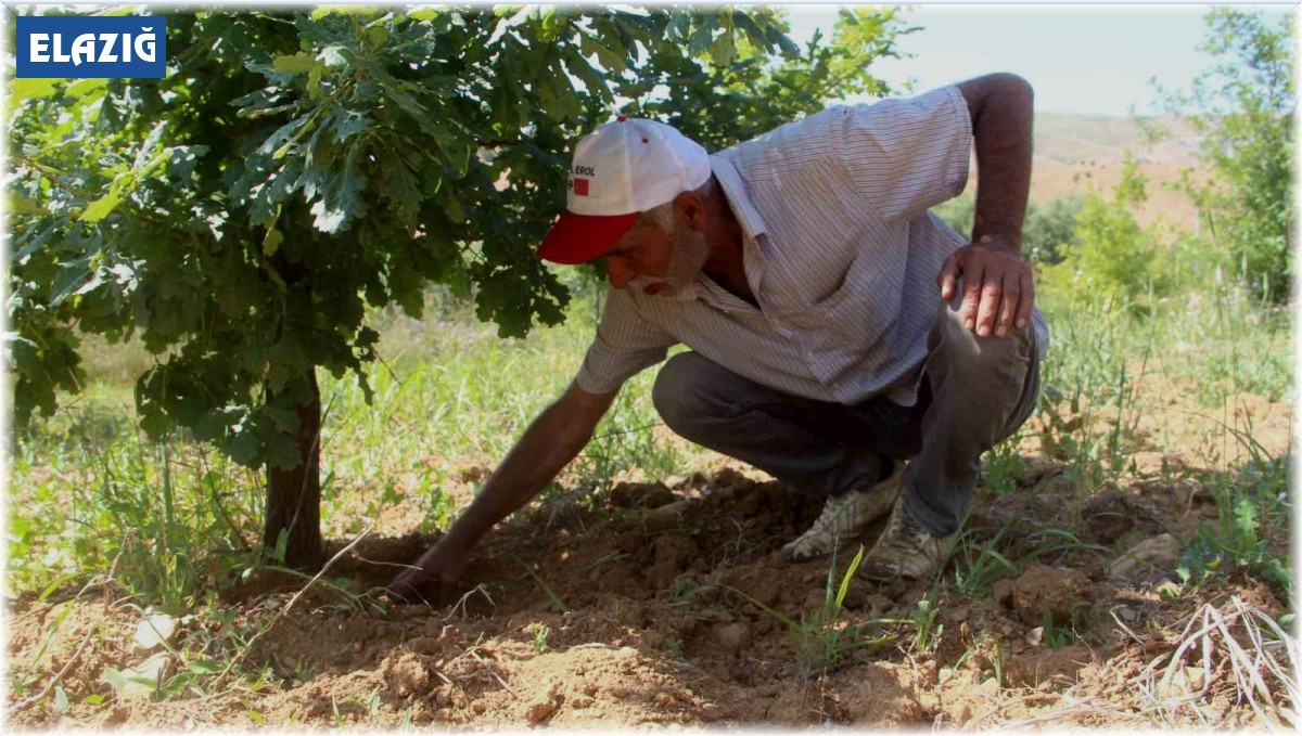 Elazığ'da 3 dönüme ektiği trüf mantarının çıkmasını dört gözle bekliyor