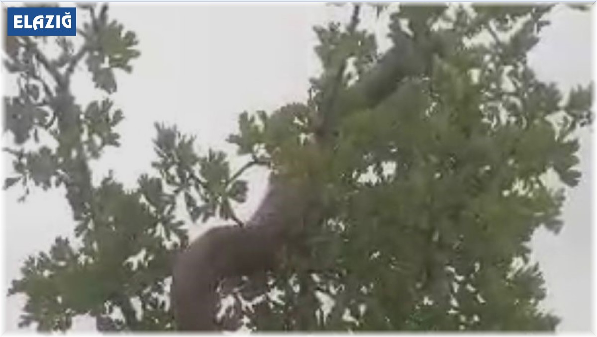 Elazığ'da 3 metrelik dev yılan korkuttu
