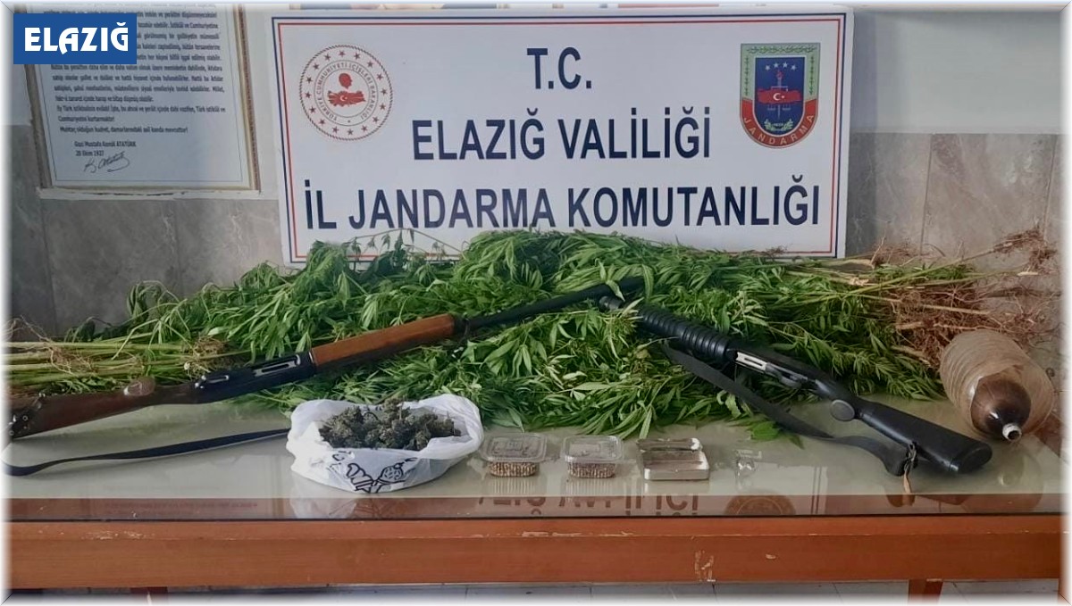 Elazığ'da 354 kök kenevir ele geçirildi, 1 şüpheli yakalandı