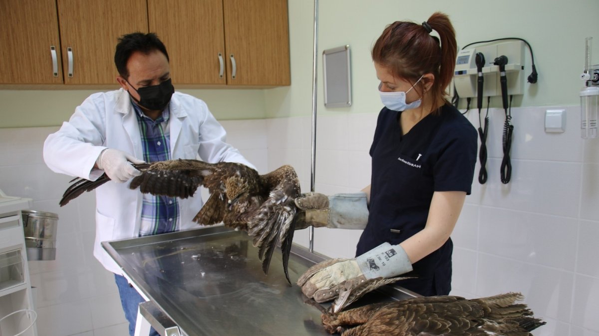 Elazığ'da 4 yaralı şahin tedavi altına alındı, hayvan hastanesi başhekimi uyardı