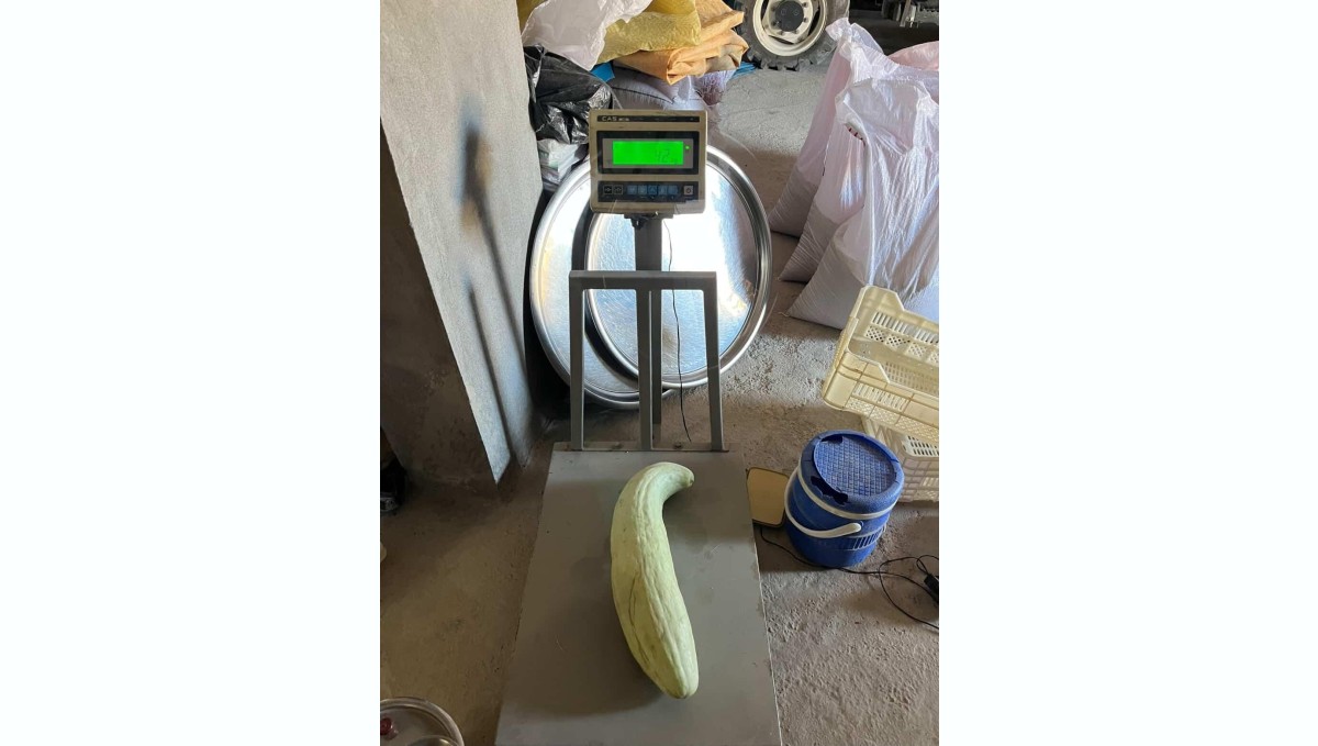 Elazığ'da 4,5 kiloluk dev acur hayrete düşürdü