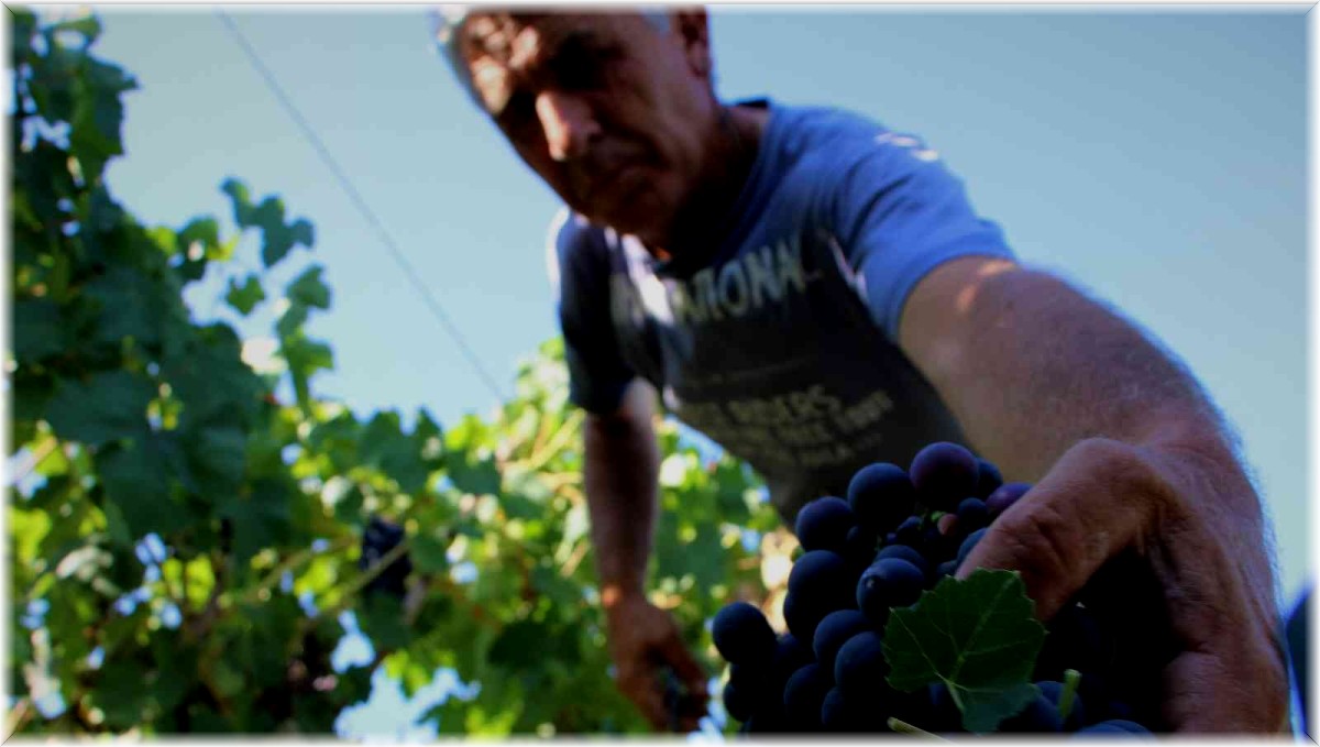 Elazığ'da 5 bin yıllık geleneksel üzüm hasadı başladı