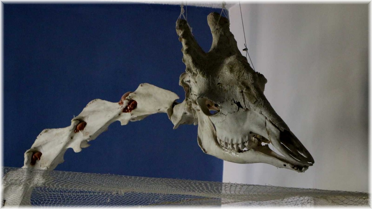 Elazığ'da 50 çeşit hayvanın anatomik yapısının bulunduğu müzede, Türkiye'de ilk olan zürafa iskeleti yer alıyor