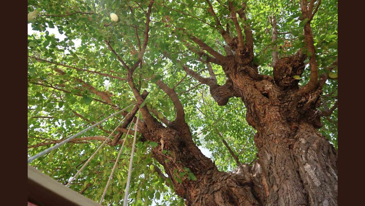 Elazığ'da 500 yıllık dut ağacı, yıllara meydan okuyor