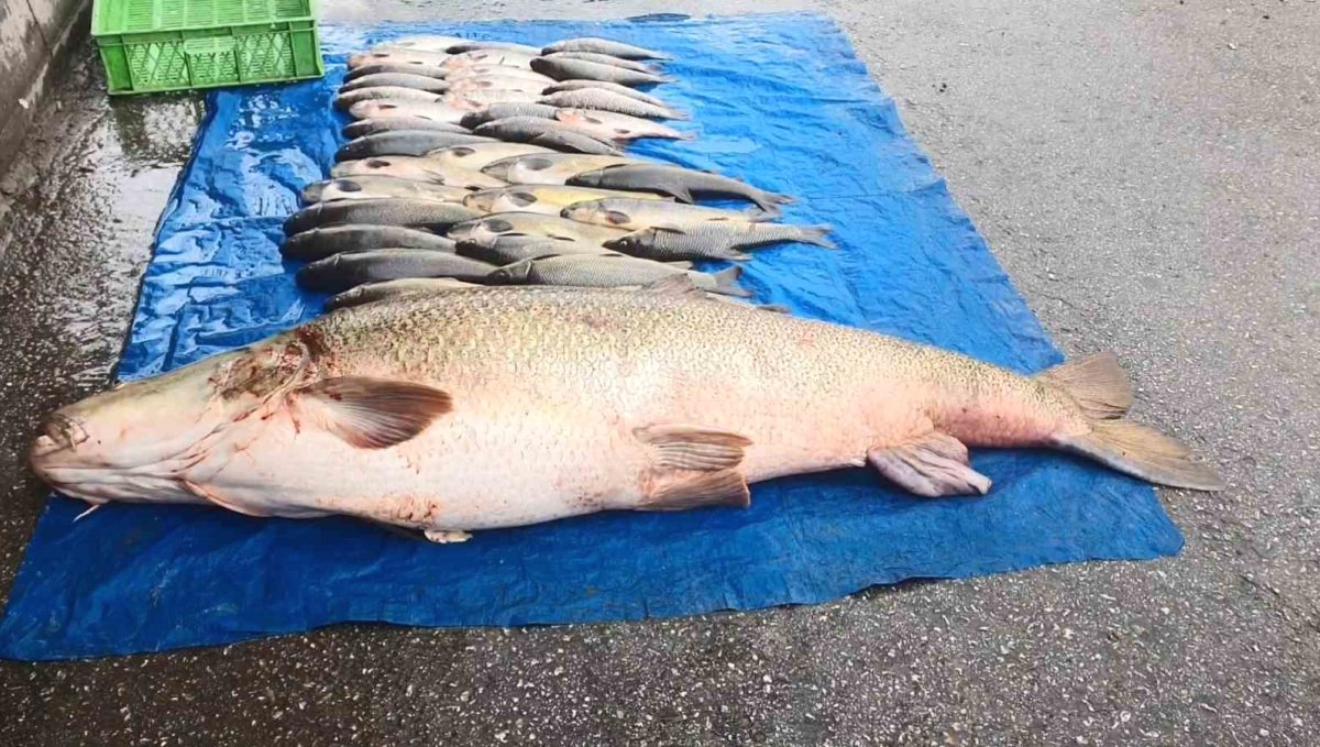 Elazığ'da 52 kilogram ağırlığında turna yakalandı