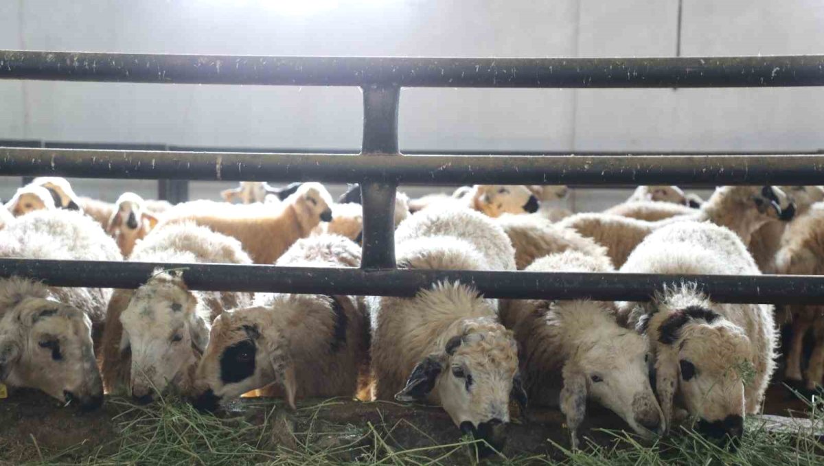 Elazığ'da 6 köy karantinaya alındı