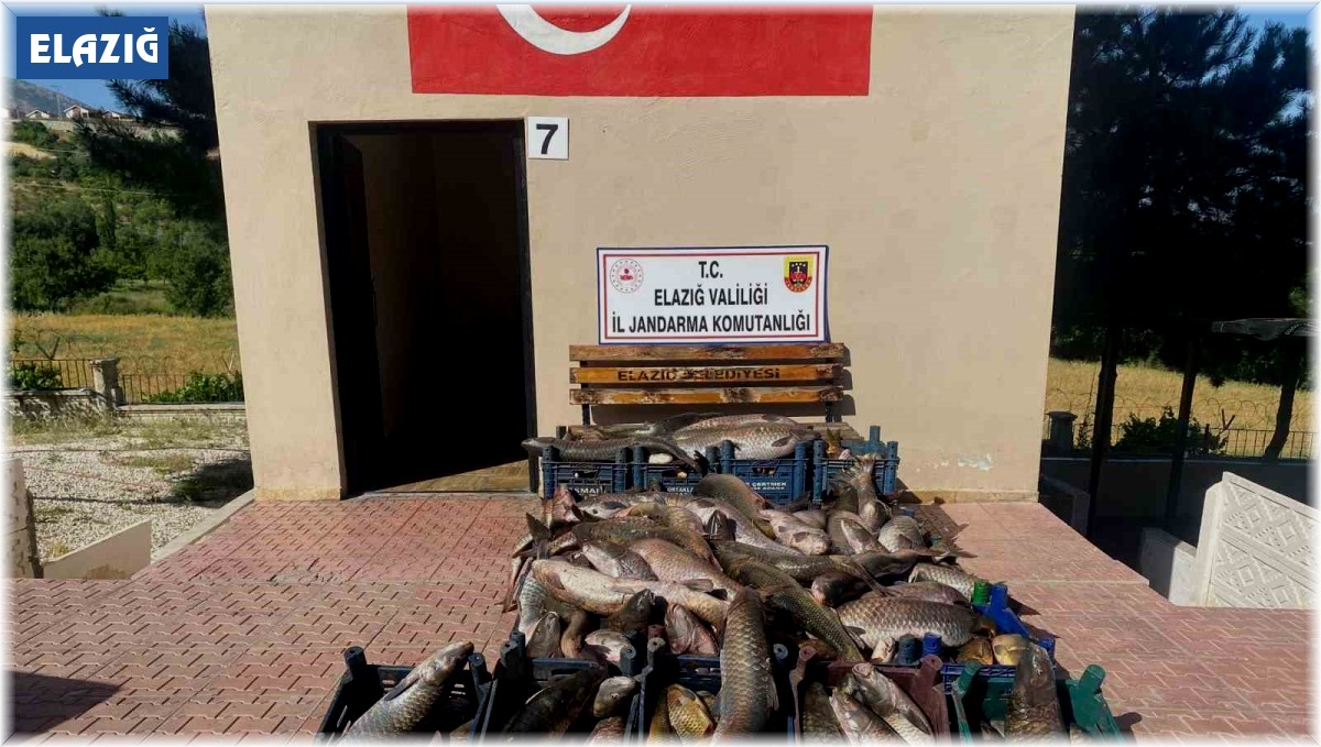 Elazığ'da 6,5 ton kaçak avlanmış balık ele geçirildi