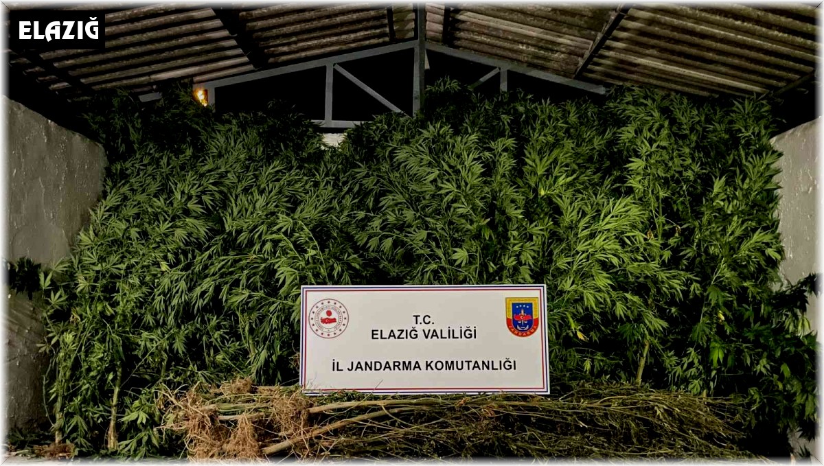 Elazığ'da 68 kök kenevir ve 25 kilogram kubar esrar ele geçirildi