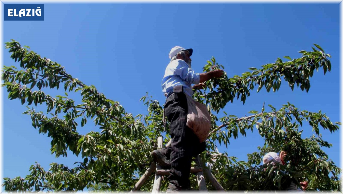 Elazığ'da 7 bin dekar alanda kiraz hasadı sürüyor