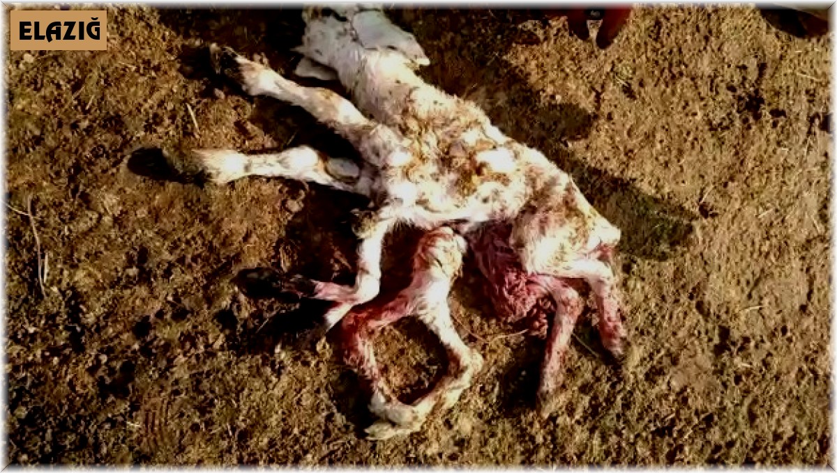 Elazığ'da 8 ayaklı kuzuyu görenler gözlerine inanamadı