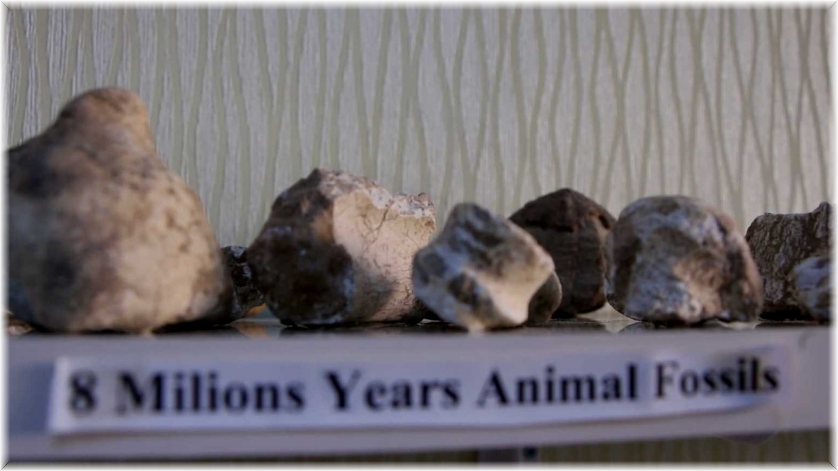 Elazığ'da 8 milyon yıllık hayvan fosilleri sergileniyor