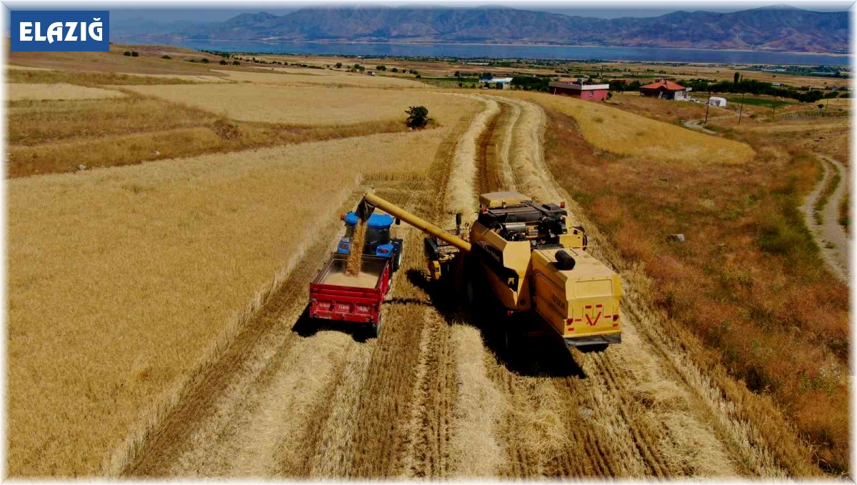 Elazığ'da 900 bin dekar alanda hasat yapılması bekleniyor