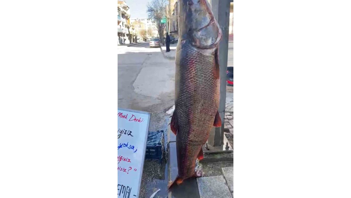 Elazığ'da 97 kilogram turna balığı yakalandı