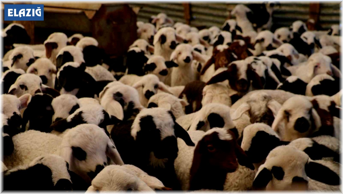 Elazığ'da 98 bin sığır aşılandı