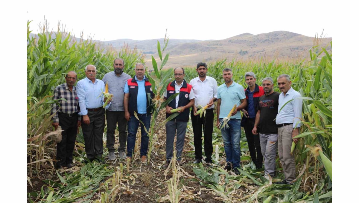 Elazığ'da 98 bin ton silajlık mısır üretimi bekleniyor