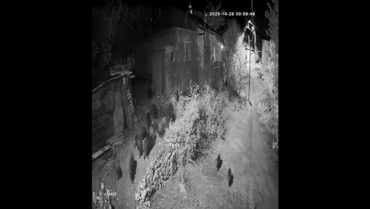 Elazığ'da aç kalan domuz sürüsü bahçeye dadandı