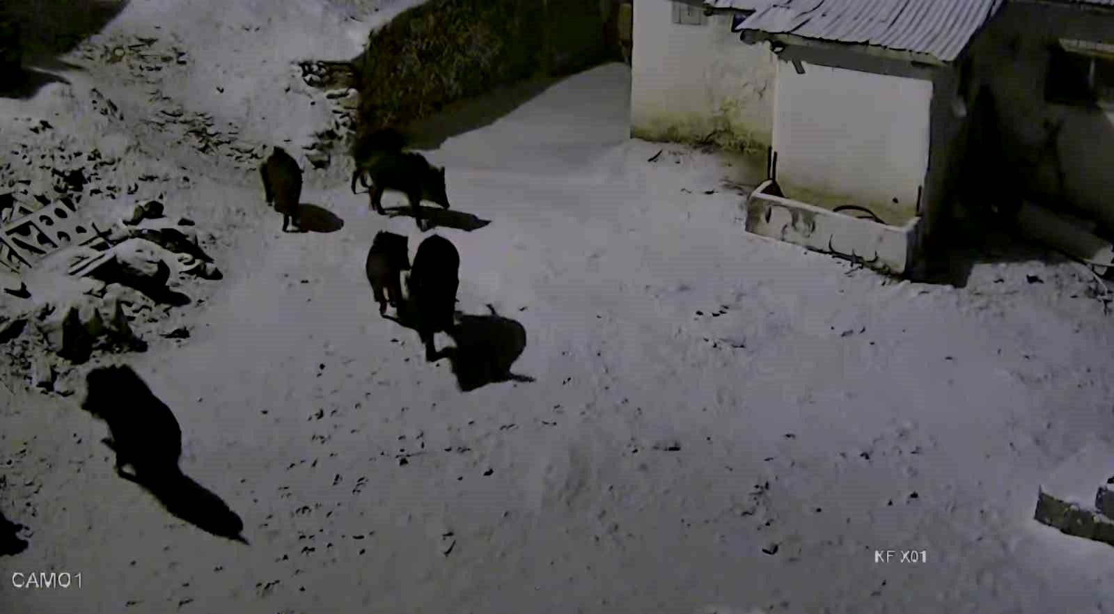 Elazığ'da aç kalan domuz sürüsü yerleşim yerine indi: O anlar kamerada