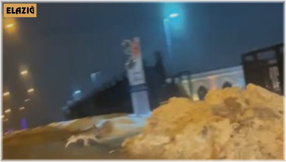 Elazığ'da aç kalan kurt şehir merkezine indi