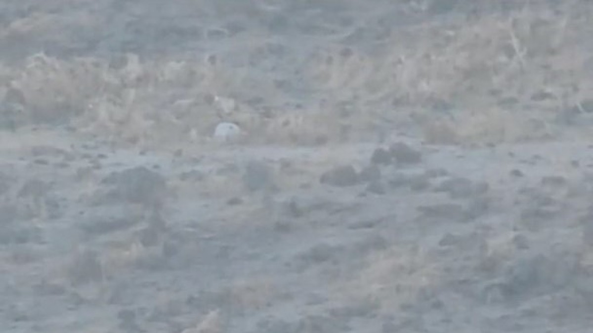 Elazığ'da aç kalan kurt yerleşim alanına indi