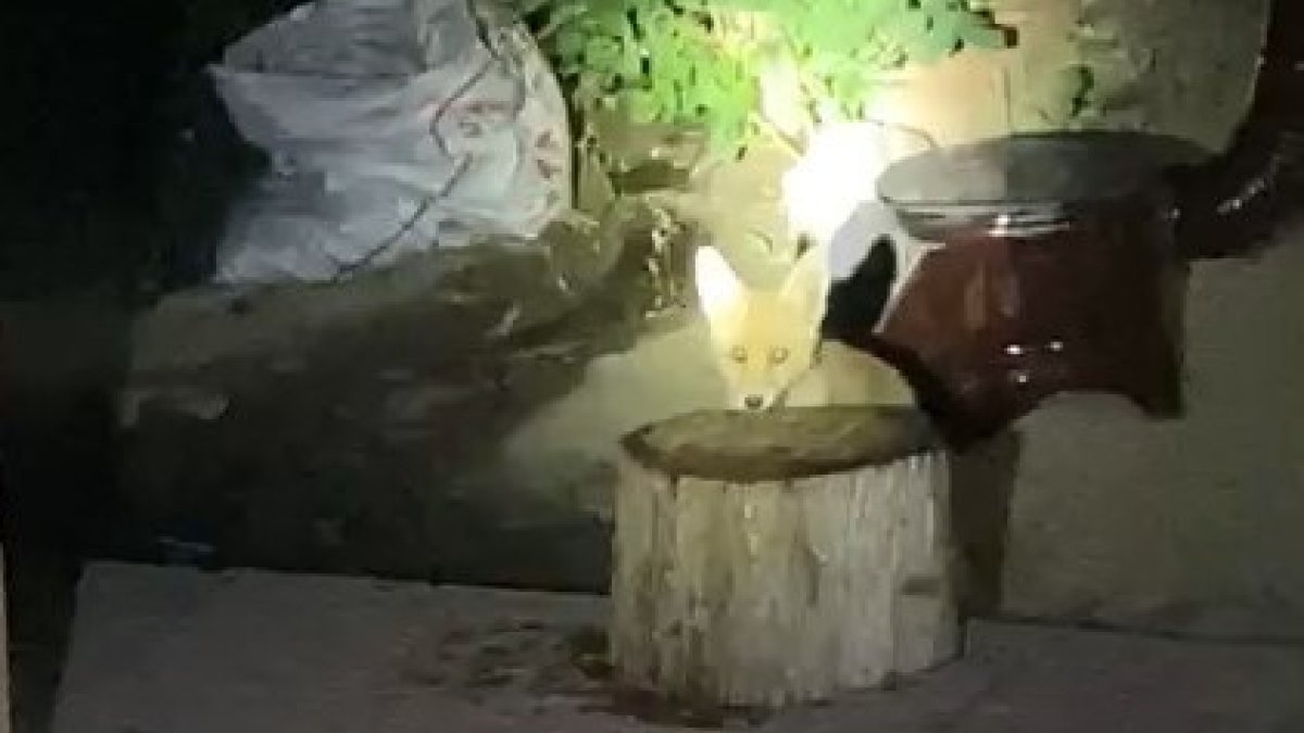 Elazığ'da aç kalan tilki evin bahçesinde yiyecek aradı