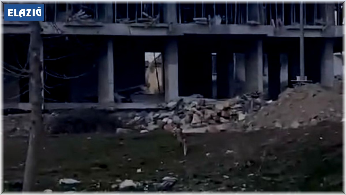 Elazığ'da aç kalan tilki şehir merkezine indi