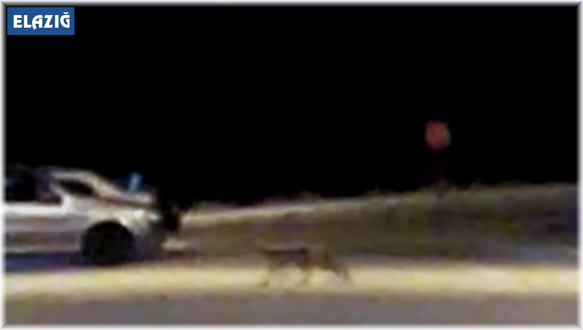 Elazığ'da aç kalan tilki şehre indi