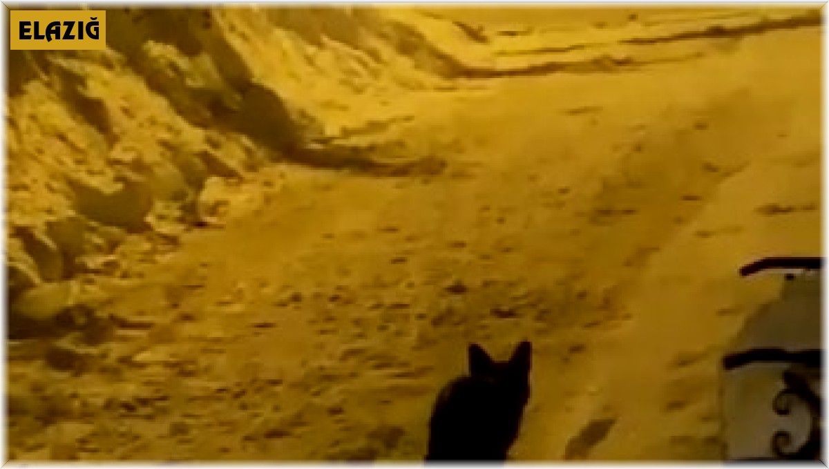 Elazığ'da aç kalan tilki şehre indi sokak sokak gezdi