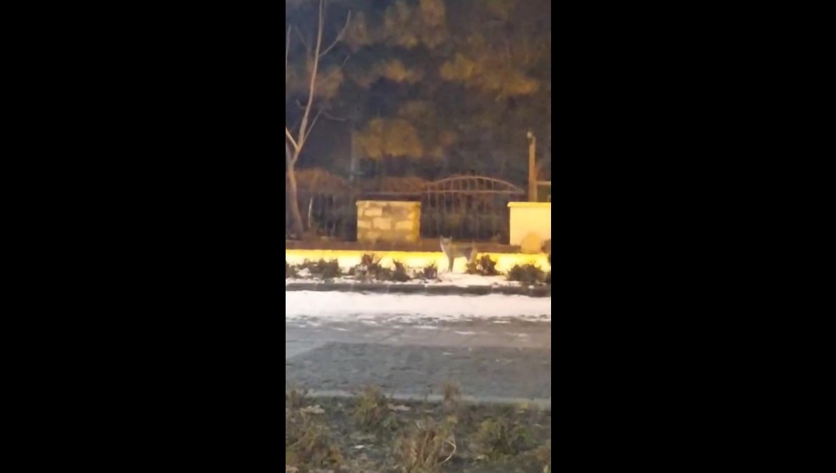 Elazığ'da aç kalan tilki yiyecek bulmak için şehre indi