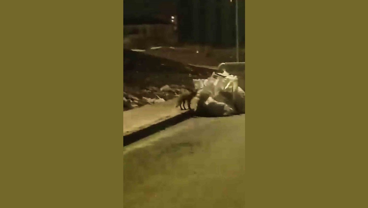 Elazığ'da aç kalan tilki yiyecek bulmak için şehre indi
