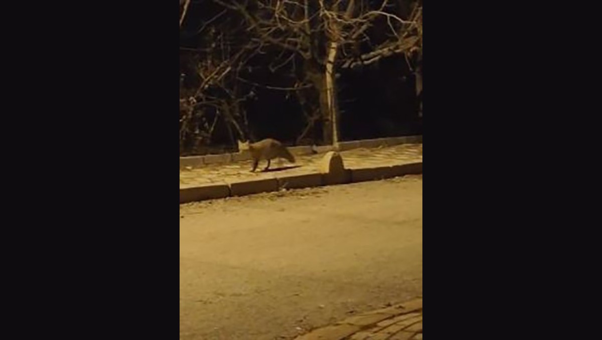 Elazığ'da aç kalan tilki yiyecek bulmak için şehre indi